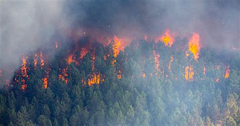 蛇山火事|森林火災の原因とは？なぜ起こるの？